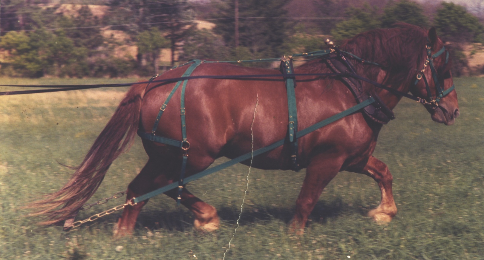 No. 4100 harness